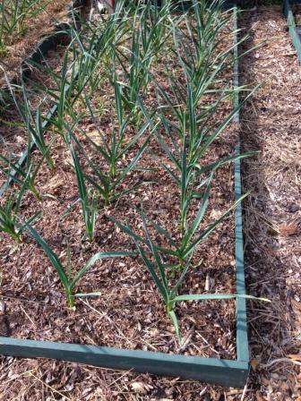 Garlic Ready to Harvest