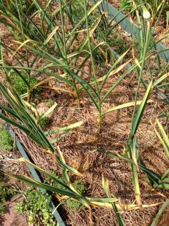 Garlic Ready to Harvest