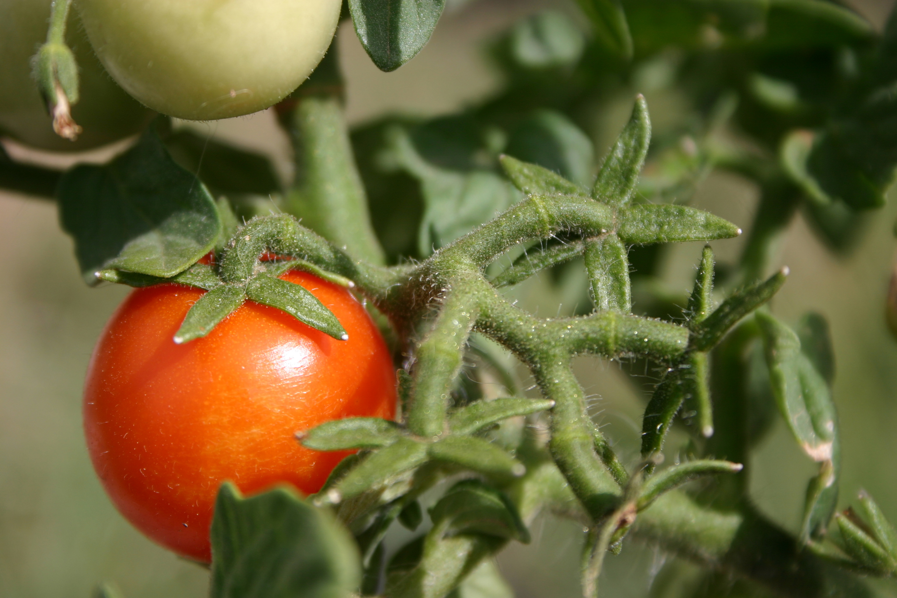 Tomato Cages